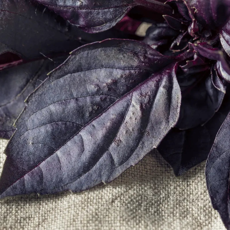 opal basil seeds | apnaugao
