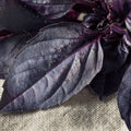 purple basil grow at home | apnaugao