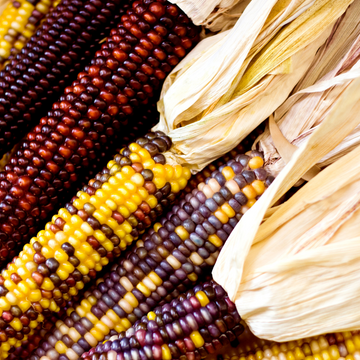 Rainbow Corn ( Maiz ) Multicolor Ornamental Seeds