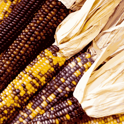 Rainbow Corn ( Maiz ) Multicolor Ornamental Seeds - Apnaugao