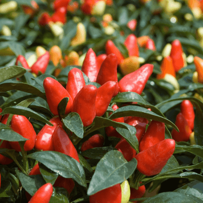 Ornamental Pepper Seeds - Apnaugao
