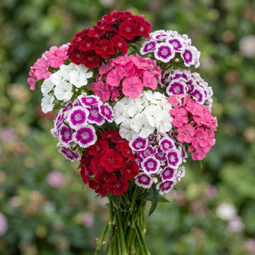 Dianthus Sweet Series cut flower bouquet grown from seed
