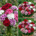 Dianthus Sweet Series F1 hybrid mix flower colours collage