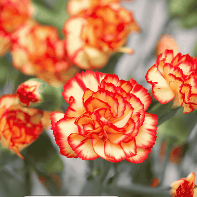 Close-up of dianthus red and orange flowers with a blurred background