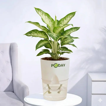 Dieffenbachia indoor plant in a self-watering pot available online in Pakistan from ApnaUgao