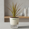 Dracaena Marginata indoor plant in a self-watering pot available online in Pakistan from ApnaUgao
