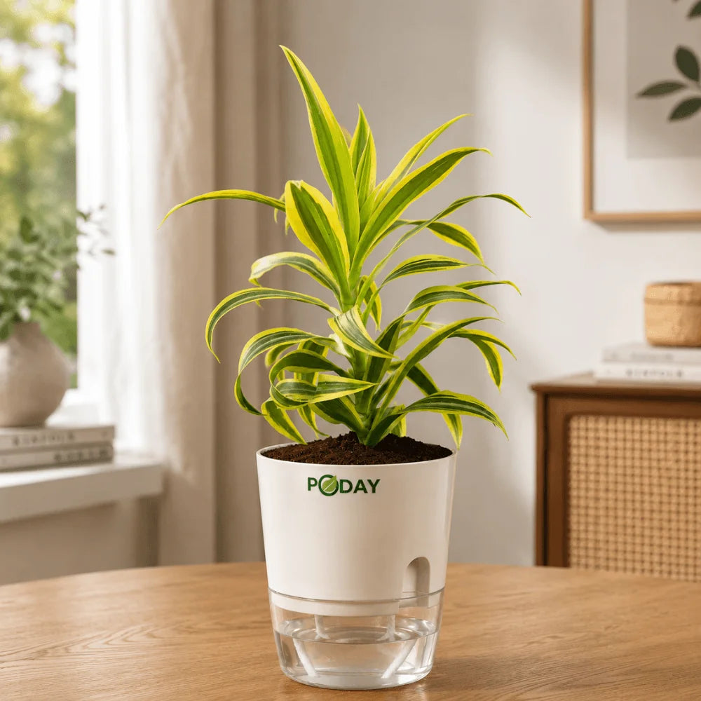 Dracaena Reflexa Song of India plant in a self-watering pot available online in Pakistan from ApnaUgao