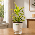 Dracaena Reflexa Song of India plant in a self-watering pot available online in Pakistan from ApnaUgao
