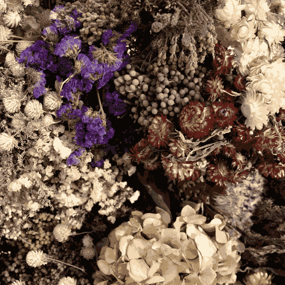 bouquet flower seeds Buy Mixed Flower Seeds for Dry Bouquets – Everlasting Blooms