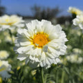 Buy edible chrysanthemum Shungiku seeds online in Pakistan – Garland Daisy with edible leaves and yellow blooms – ApnaUgao