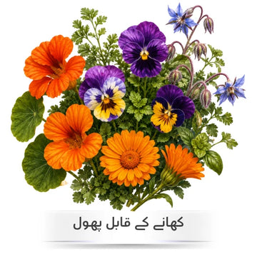 Edible flower seeds for home gardening in Pakistan