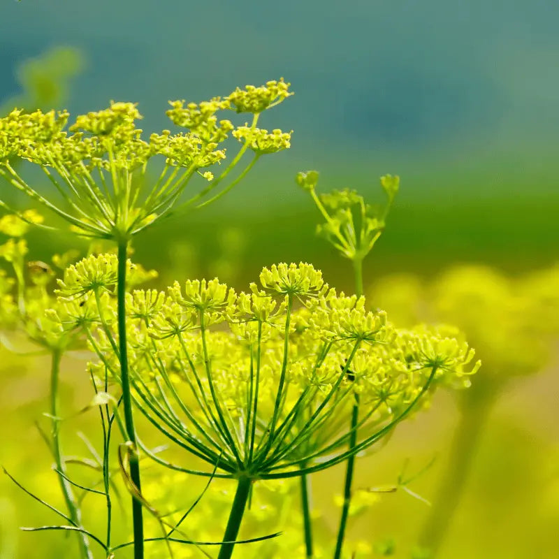 grow Culinary fennel herb at home