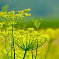 grow Culinary fennel herb at home