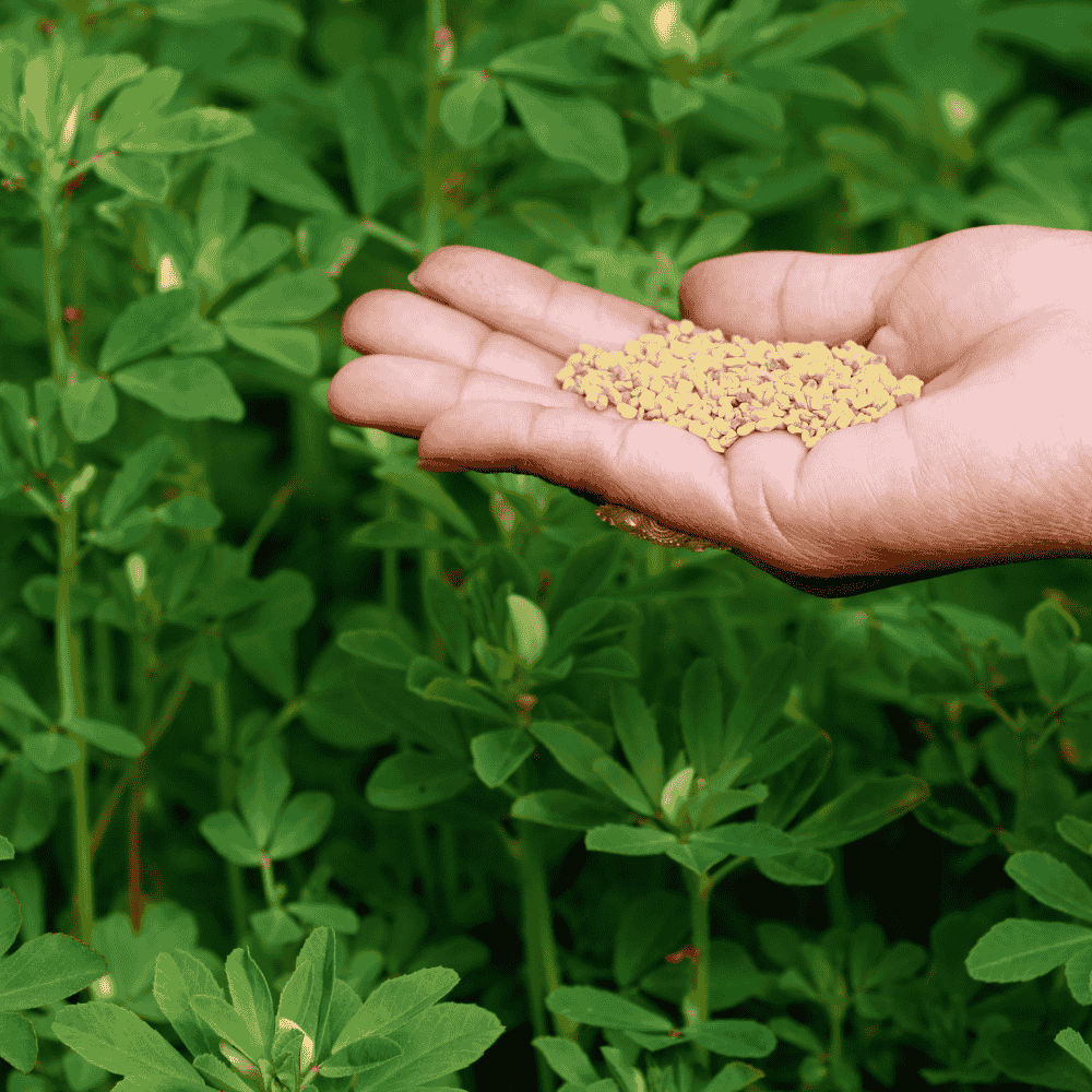 methi seeds planting Fenugreek (Kasuri Methi) Seeds in Pakistan
