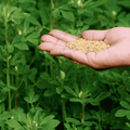qasuri methi seeds from apnaugao