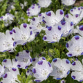 Fivespot Nemophila flowers – flower seeds in Pakistan | Apnaugao