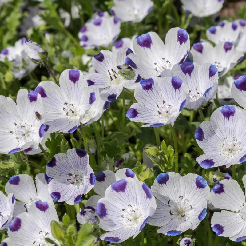 Fivespot Nemophila flowers – flower seeds in Pakistan | Apnaugao