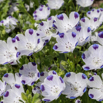 Fivespot Nemophila flowers – flower seeds in Pakistan | Apnaugao