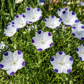 Fivespot Nemophila flowers – flower seeds in Pakistan | Apnaugao