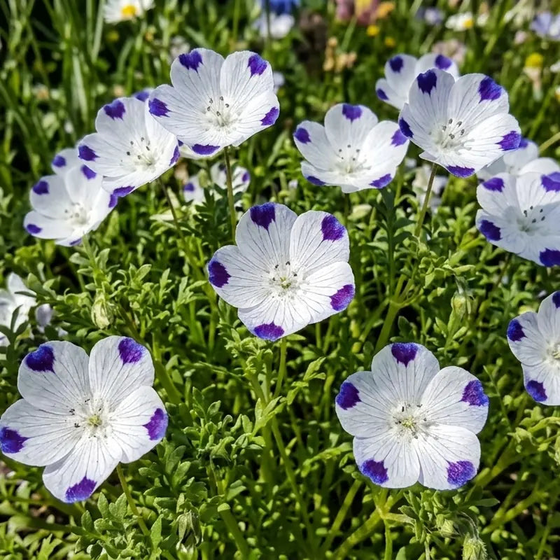 Fivespot Nemophila flowers – flower seeds in Pakistan | Apnaugao