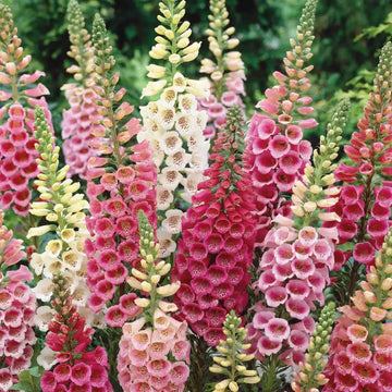 Digitalis Flower Seeds - Excelsior Mix