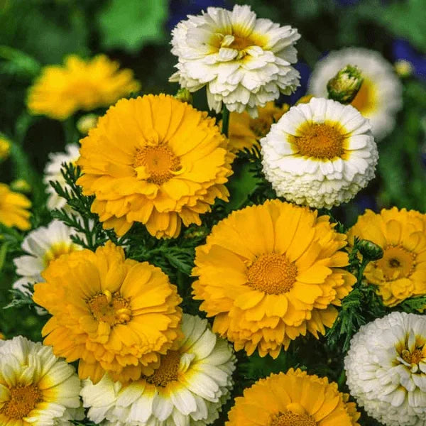 Garland Daisy Double Mix seeds – heirloom edible chrysanthemum flower seeds in Pakistan – ApnaUgao