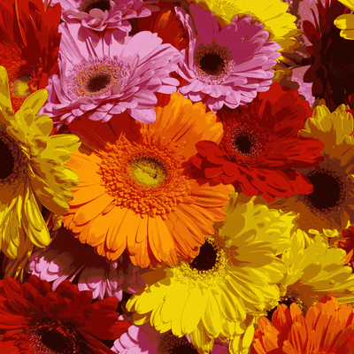 Gerbera Double Mix F1 Hybrid Flower Seeds – large rainbow double daisy blooms for Pakistani cool-season gardens – ApnaUgao