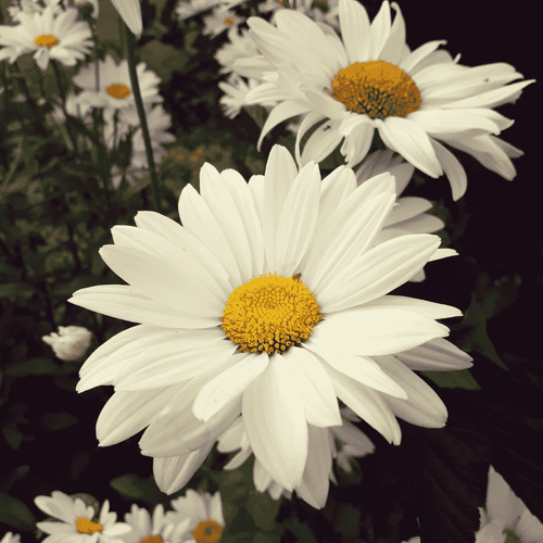 Daisy Midday White Seeds – Elegant White Blooms