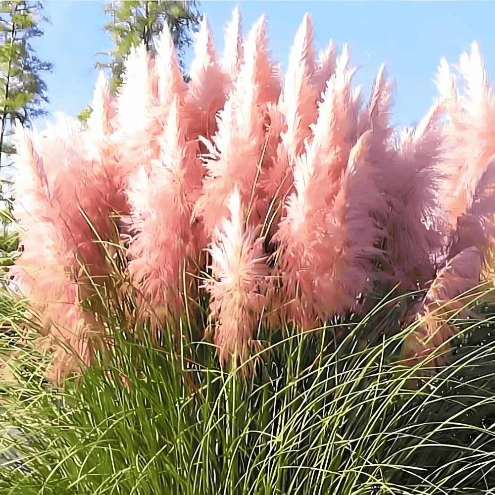 Pink pampas grass plants in a garden setting with greenery
