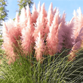 Pink feathered grasses swaying in the wind with a clear blue sky in the background.