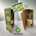 Potted plant in a cardboard box with 'Shipping Plant with Love' text and 'apnaugao.com' branding.