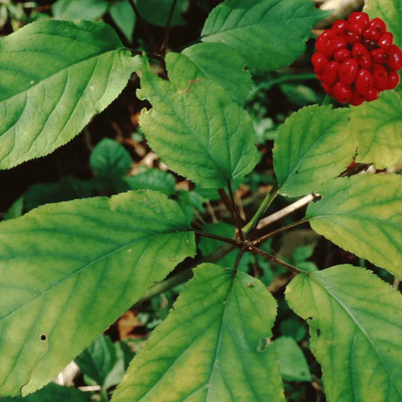 ashwagandha replacement grow ginseng in Pakistan