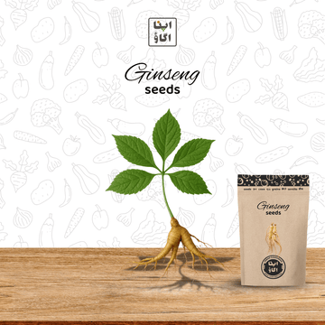 Organic Ginseng (Panax ginseng) Herb Seeds – Premium Medicinal Root