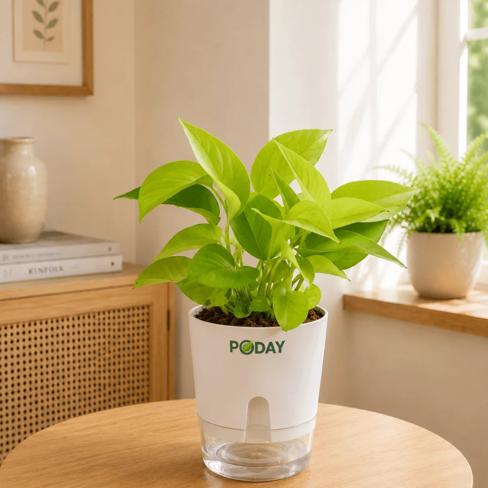 Golden Money Plant in a self-watering pot available online in Pakistan from ApnaUgao