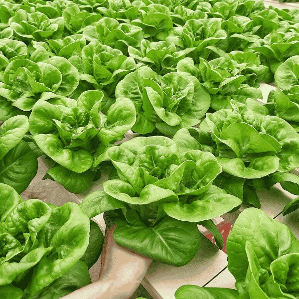 Fresh green butterhead lettuce with soft layered leaves