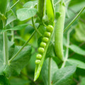 special green peas seeds available in Pakistan - apnaugao