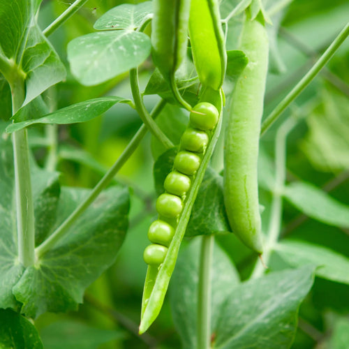 special green peas seeds available in Pakistan - apnaugao