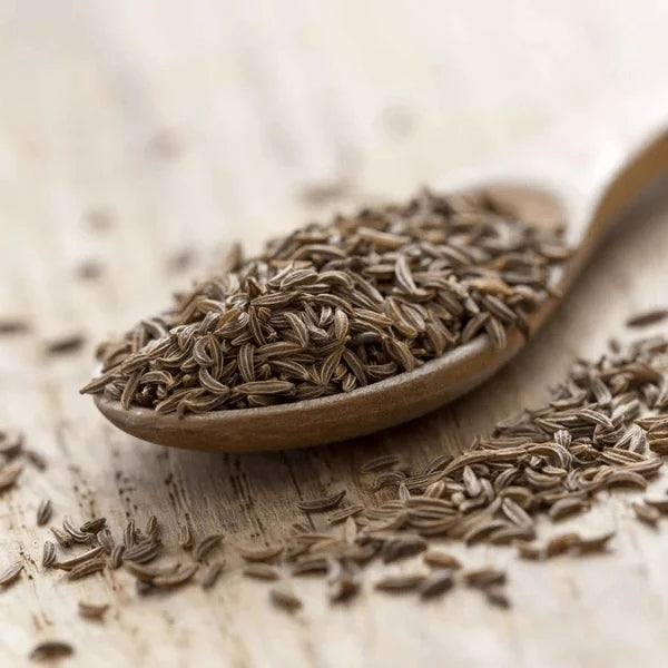 Growing Caraway herb at home in Pakistan – feathery foliage and aromatic seed harvest – ApnaUgao
