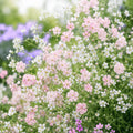 Gypsophila Gardeners Mix white and pink annual flowers