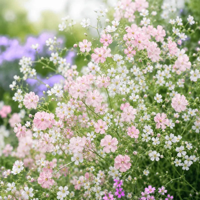 Gypsophila Gardeners Mix white and pink annual flowers