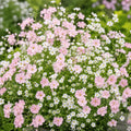 Gypsophila Gardeners Mix annual flower seeds