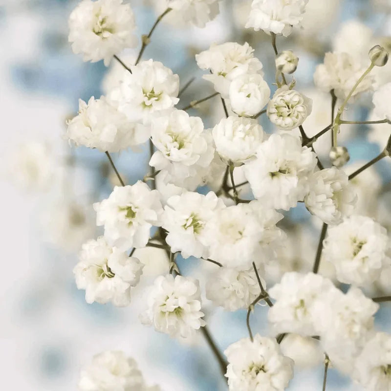 Buy Babys Breath flower Seeds in Pakistan