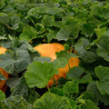 Grow giant halwa kadu in Pakistani gardens – Atlantic Giant Cucurbita maxima seeds for record-breaking pumpkins – ApnaUgao