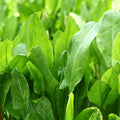 Buy Sorrel seeds online in Pakistan – harvest fresh tangy sorrel leaves for salads and soups – ApnaUgao