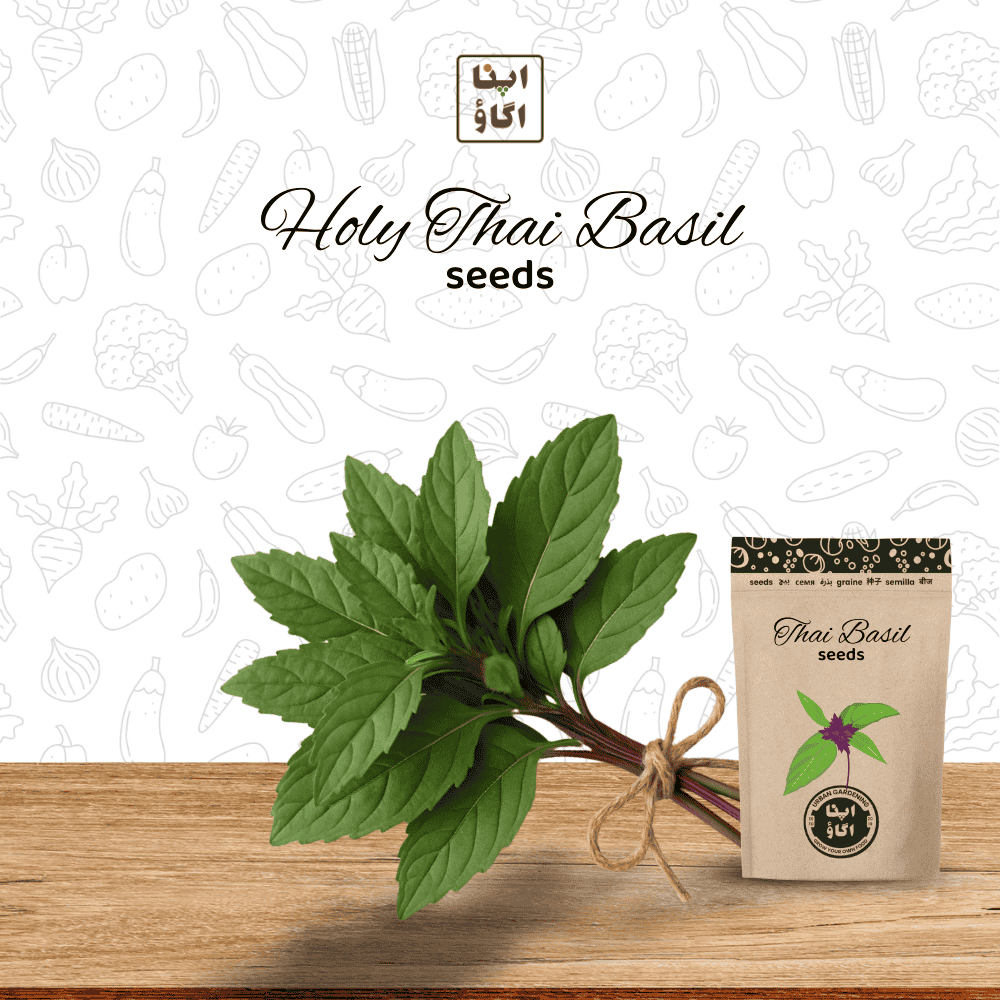 holy basil seeds for planting Thai Holy Basil (Tulsi) Seeds – Spicy Aromatic Herb