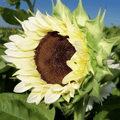 Close-up of a sunflower with a clear blue sky in the background