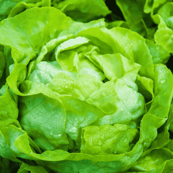 Fresh iceberg lettuce with crisp green head