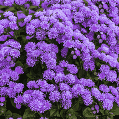 Tapestry Carpet Flowers Seeds - Apnaugao