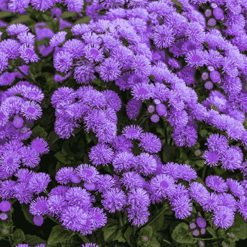 Tapestry Carpet Flower Seeds – Colorful Ground Cover