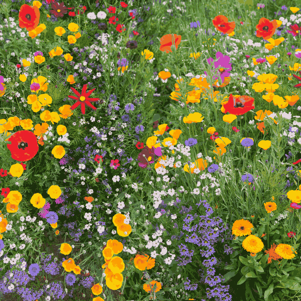 rock garden seeds Japenese Rock Garden Mix Flower Seeds